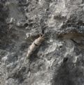 Machilis sp.
